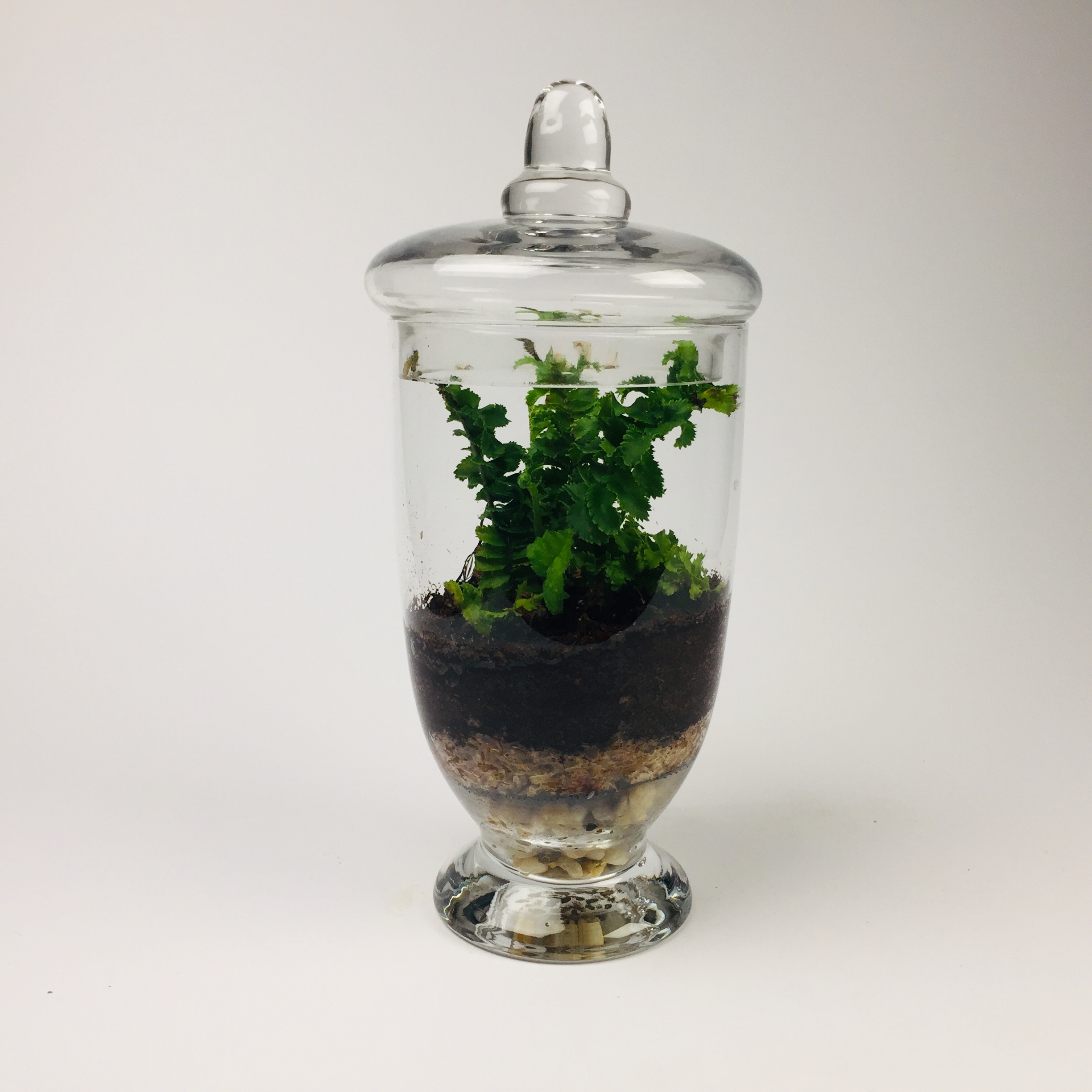 Companion-001 'Companion' living terrarium(Companion-001 / 9 x 20 cm)