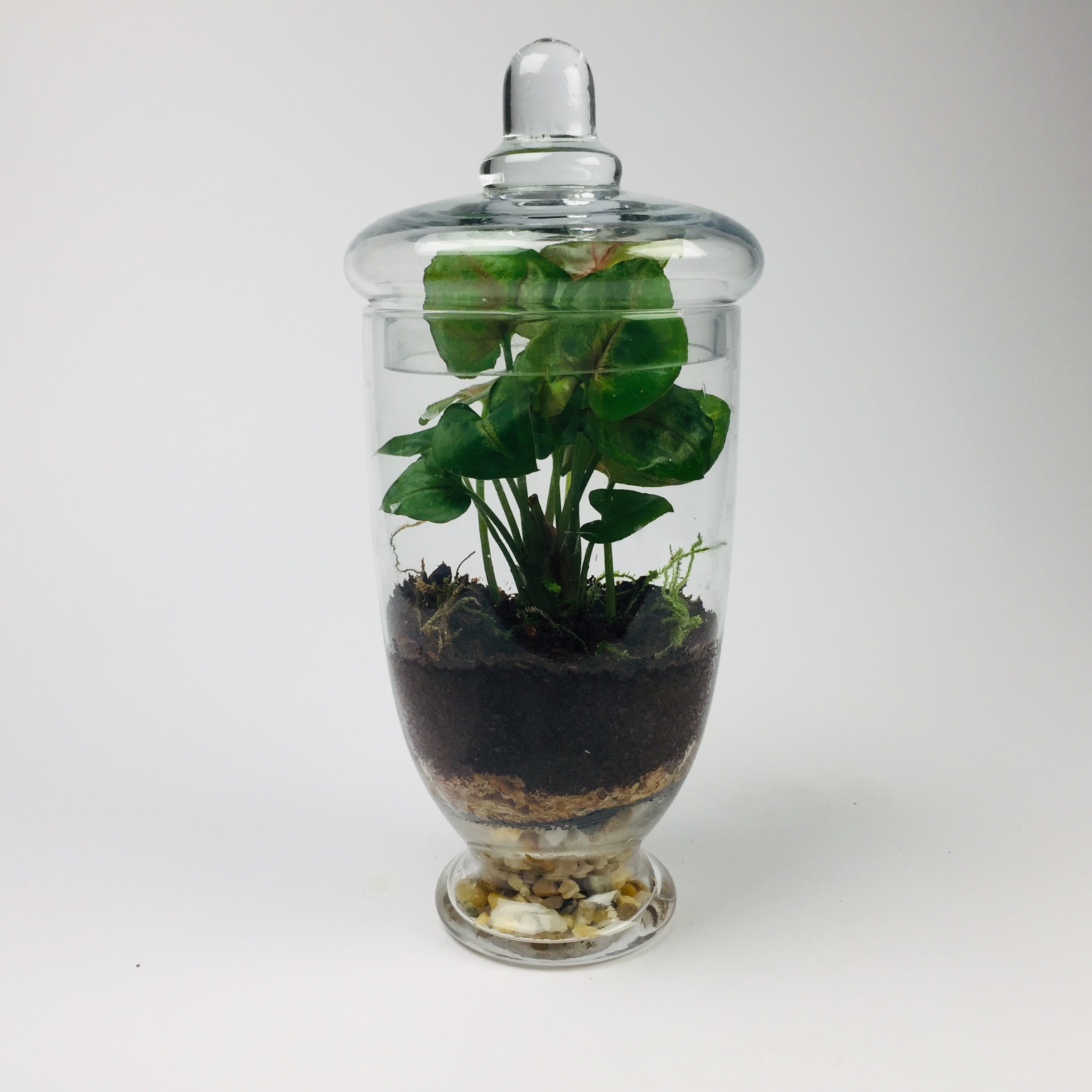Companion-005 'Companion' living terrarium(Companion-005 / 9 x 20 cm)