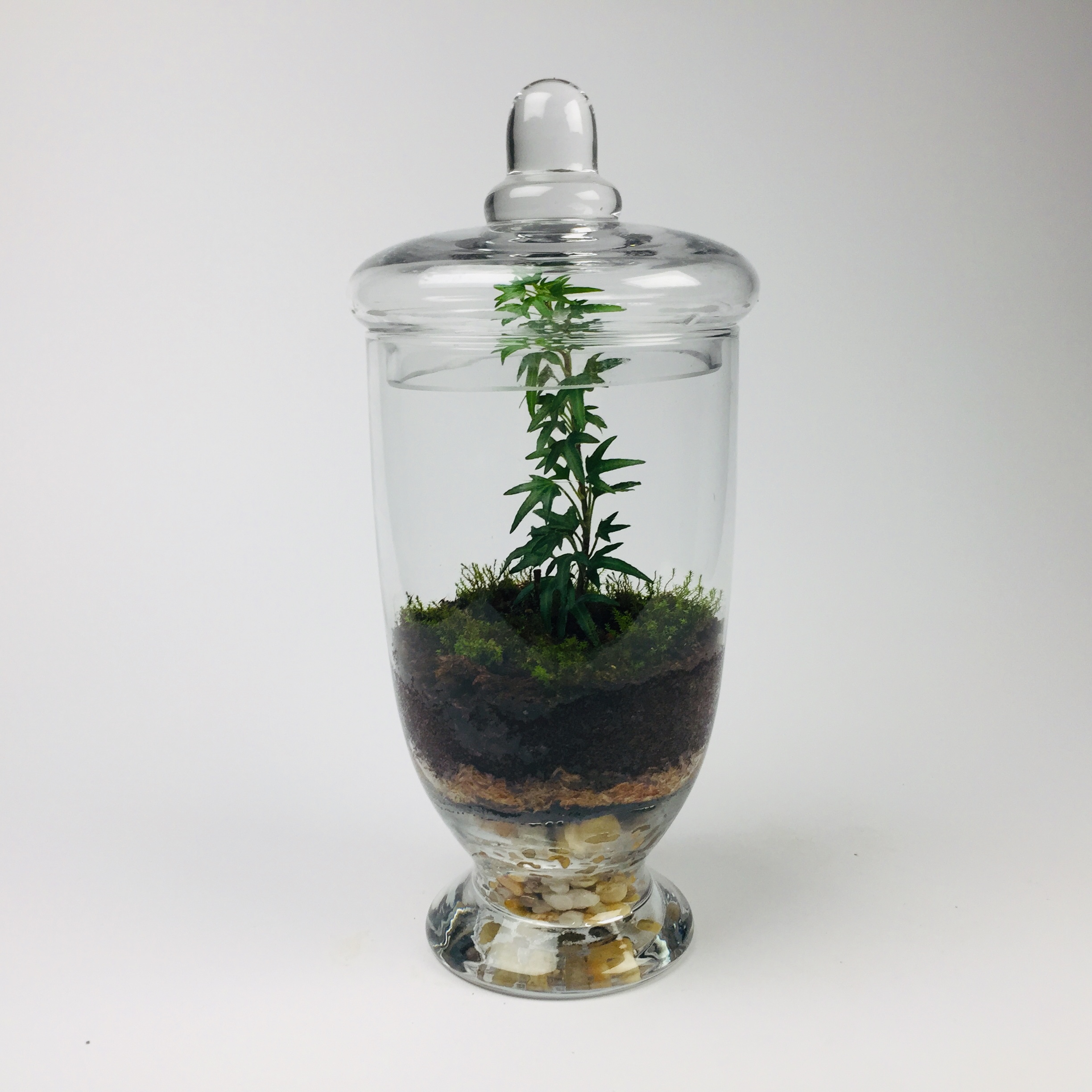 Companion-006 'Companion' living terrarium(Companion-006 / 9 x 20 cm)