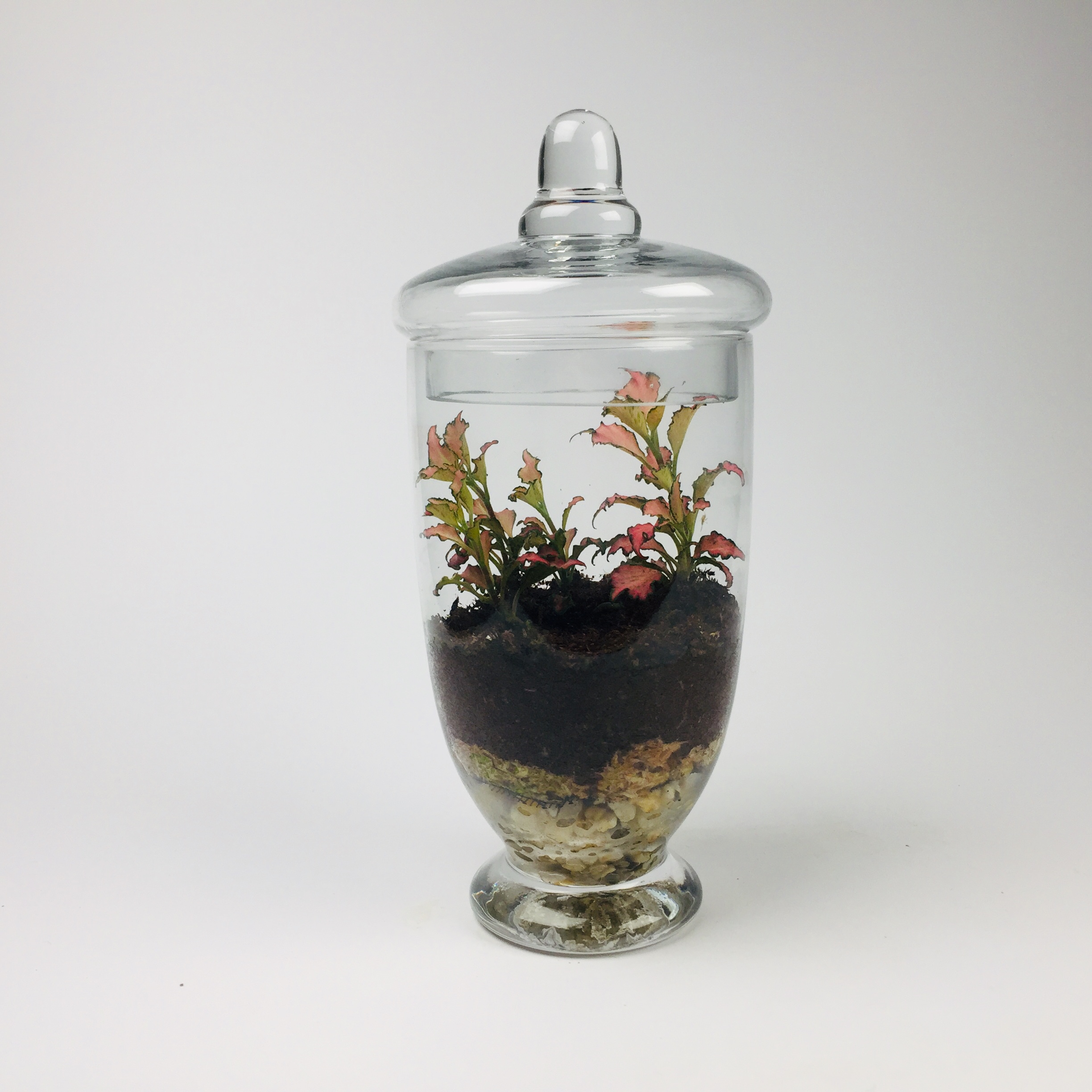 Companion-007 'Companion' living terrarium(Companion-007 / 9 x 20 cm)