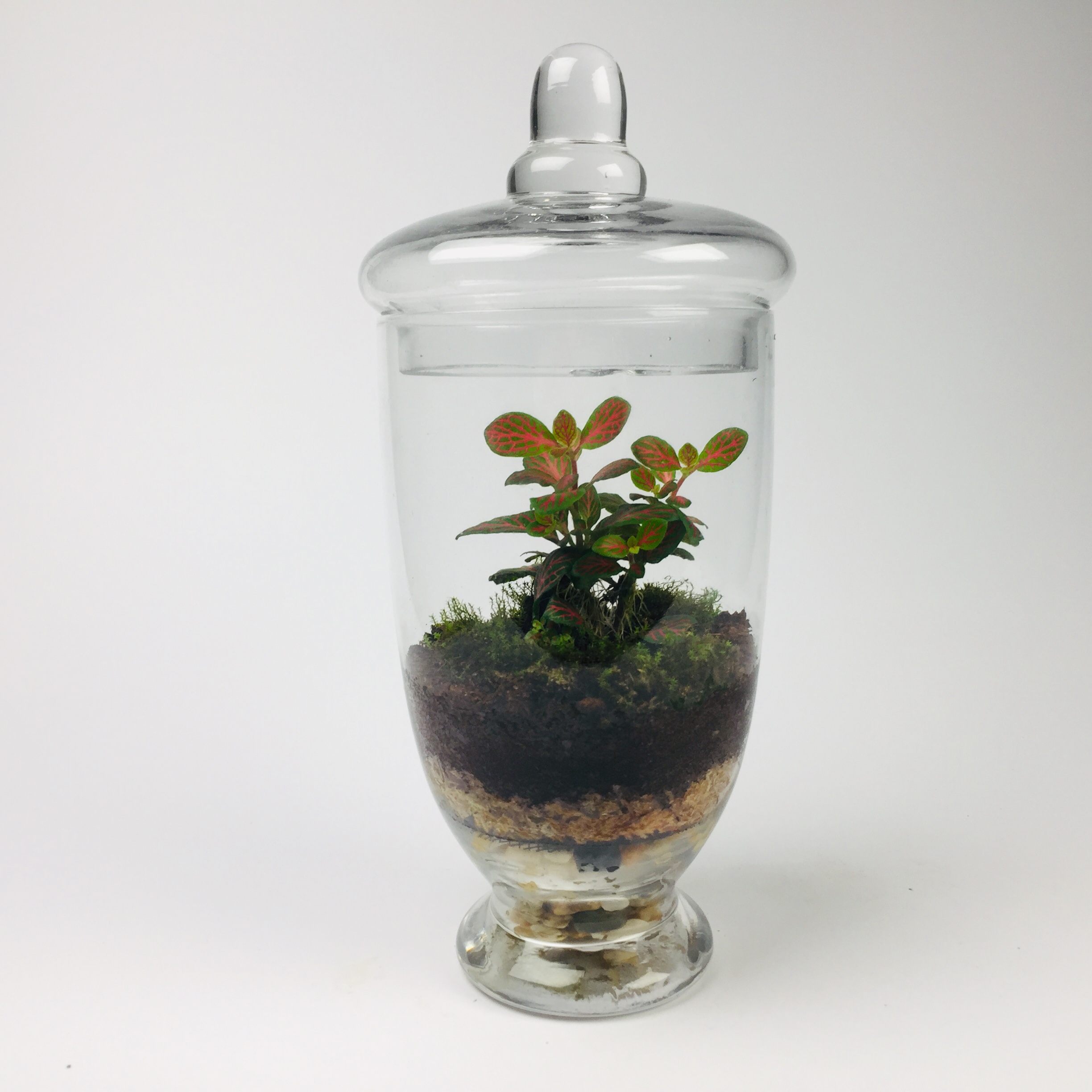 Companion-009 'Companion' living terrarium(Companion-009 / 9 x 20 cm)