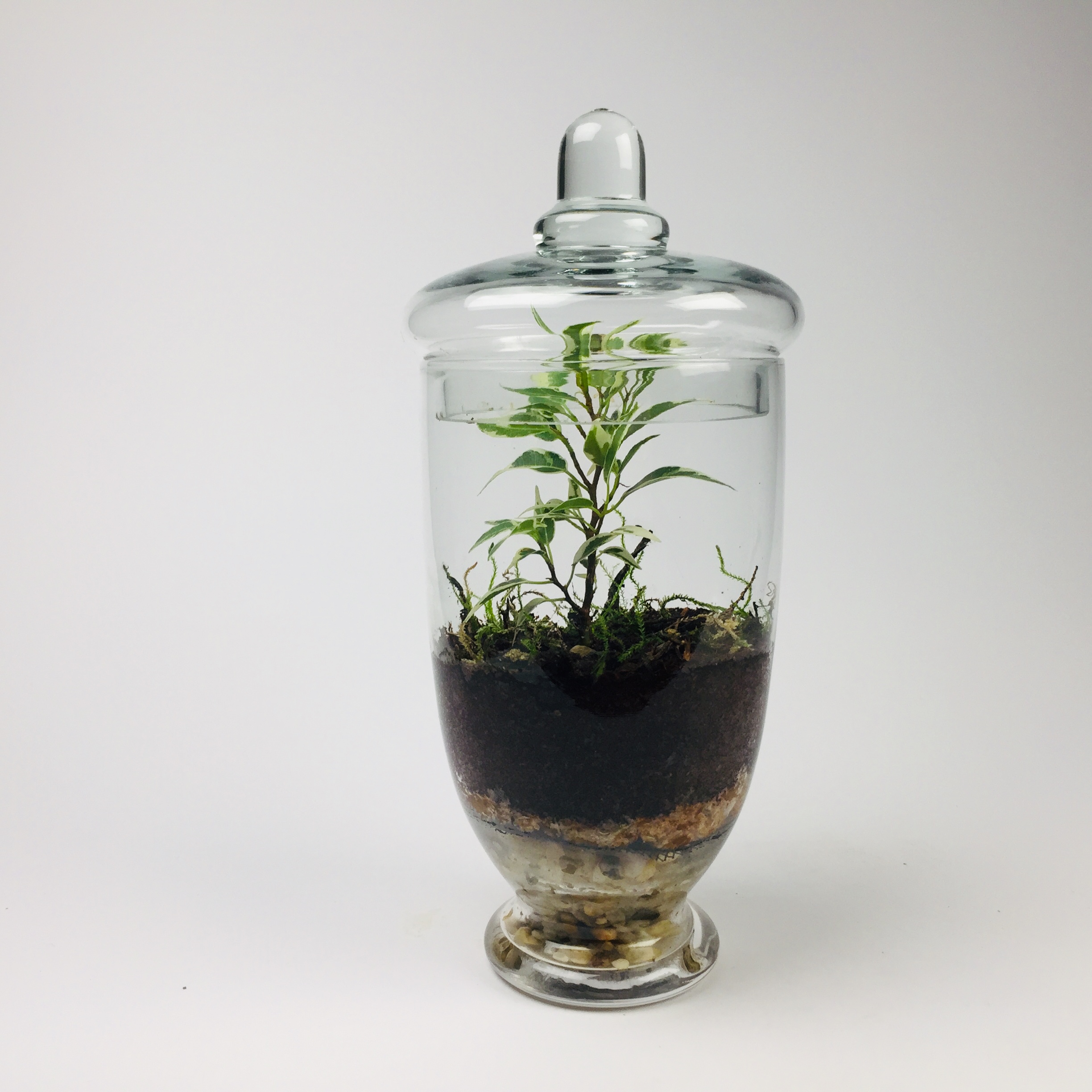 Companion-010 'Companion' living terrarium(Companion-010 / 9 x 20 cm)