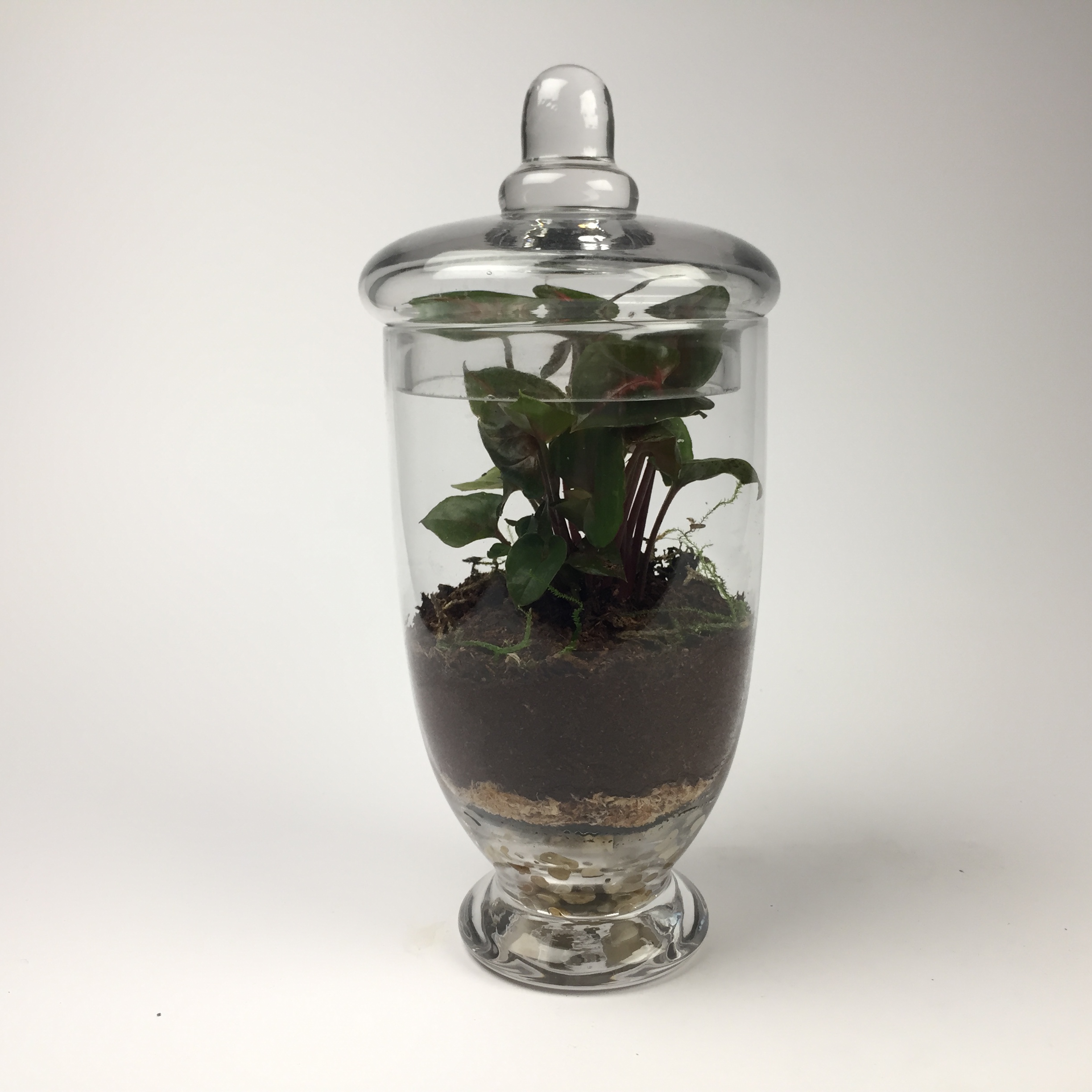 Companion-012 'Companion' living terrarium(Companion-012 / 9 x 20 cm)
