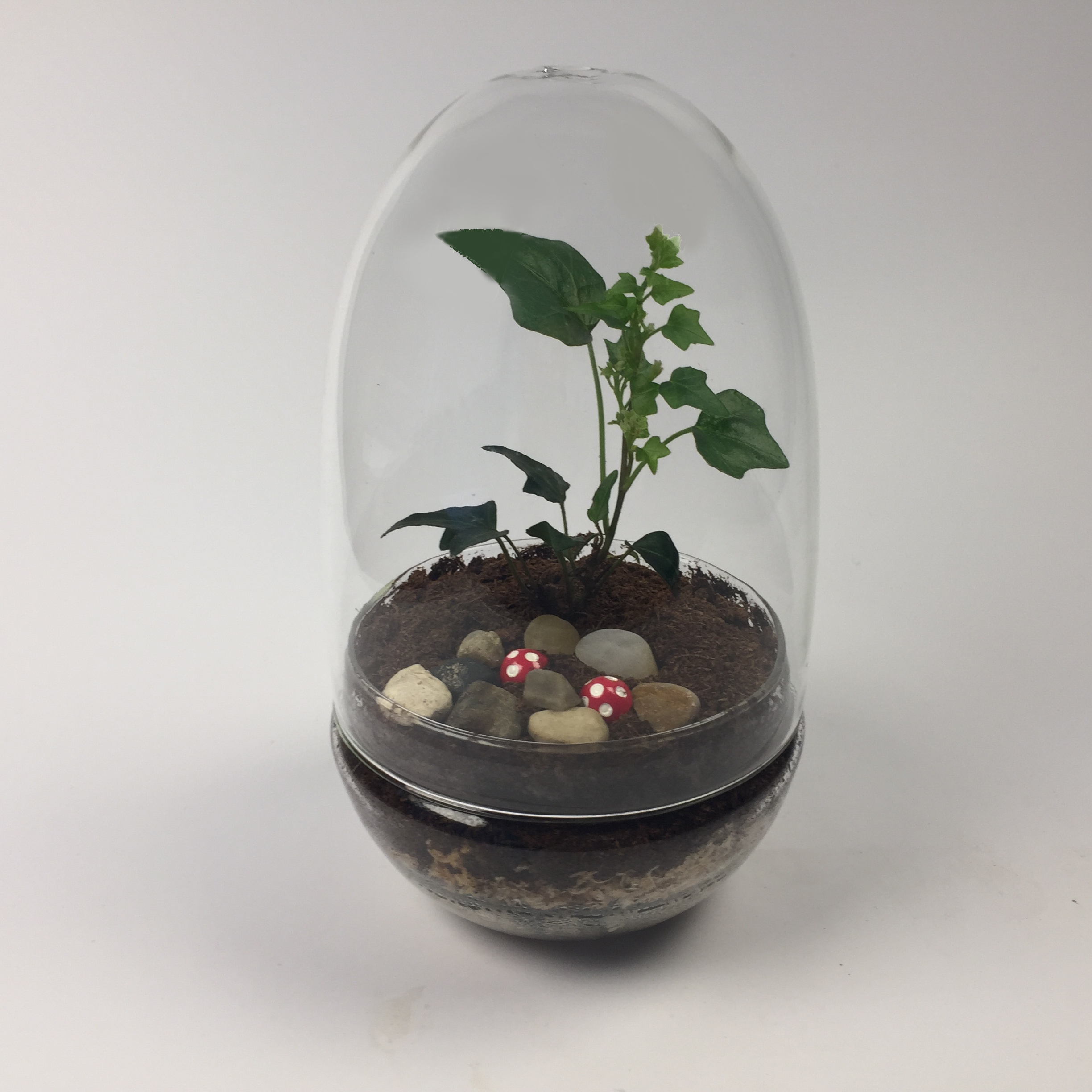 Eggdom-004 'Eggdom' living terrarium(9 x 17 cm / Eggdom-004)