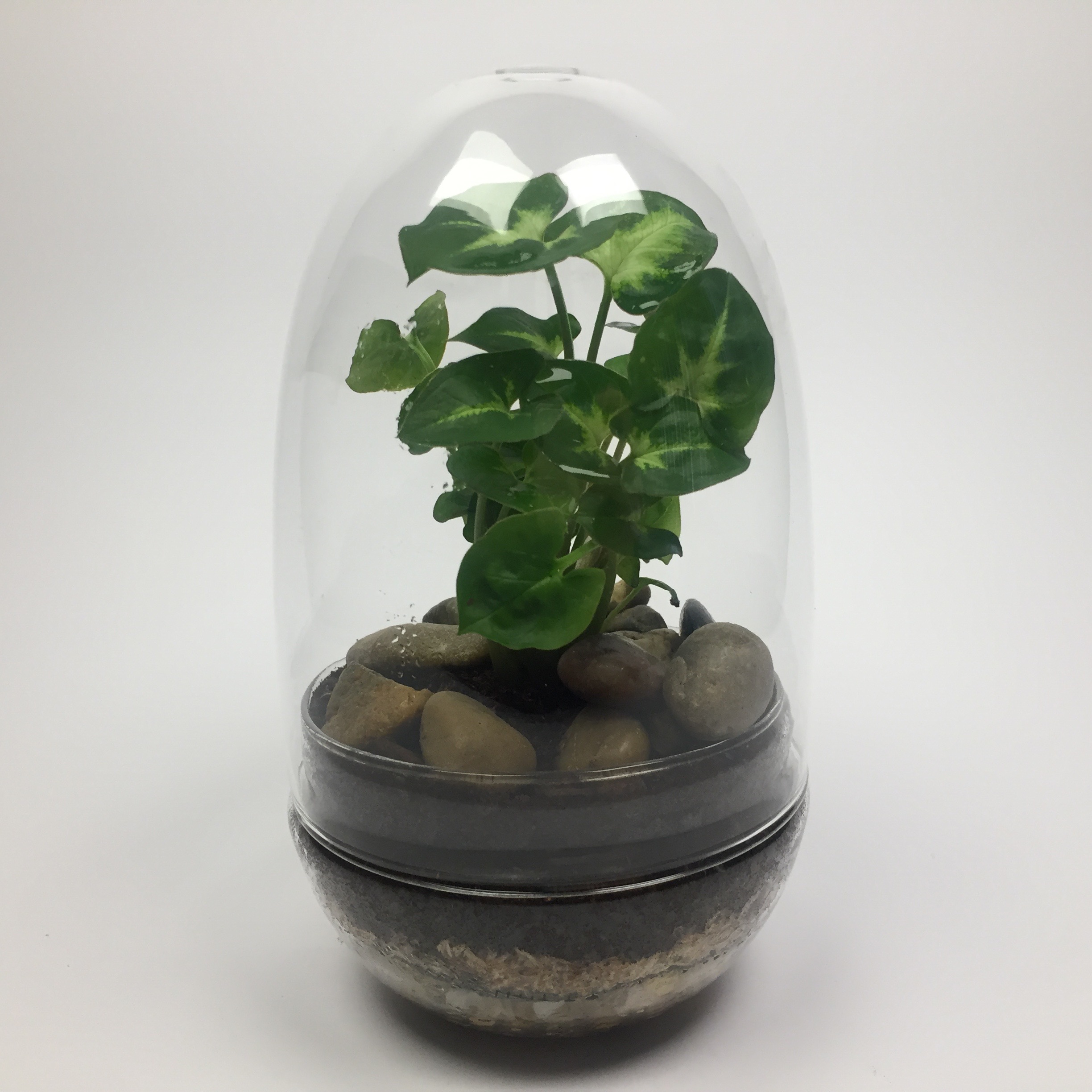 T003 Egg terrarium