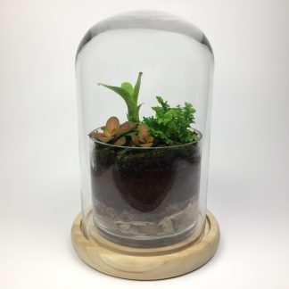 T11 Dome Terrarium 24cm (h) x 15cm (w)