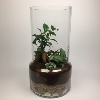 T14 Large terrarium 36cm (h) x 19cm (w)